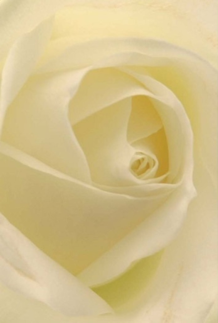 Seen up-close, this timeless Dalston white rose is a study in layered elegance and calm. The petals, ranging from misty white to gentle cream, overlap in tranquil, spiral perfection, as if lit softly by the filtered daylight that streams through the windows of a beloved Dalston florist. There's a transparent delicacy to the outer hinges of each petal, echoing the sophisticated simplicity cherished along Shacklewell Lane and tucked-away gardens. The bloom's core, near flawless in its spiraling embrace, symbolizes purity and quiet resilience-the kind of beauty chosen for honest gestures, heartfelt apologies, or the unspoken language of love offered during local weddings. At every angle, the nuanced shading and seamless transitions of tone reflect the artistry and skill behind every Dalston bouquet. The scent imagined is faint but fresh, underscoring a serene, clean atmosphere-a sensory experience as inviting as any local park or side street at first light.